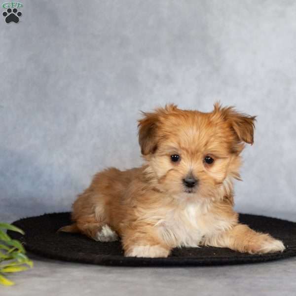 Hilda (Teacup), Morkie / Yorktese Puppy